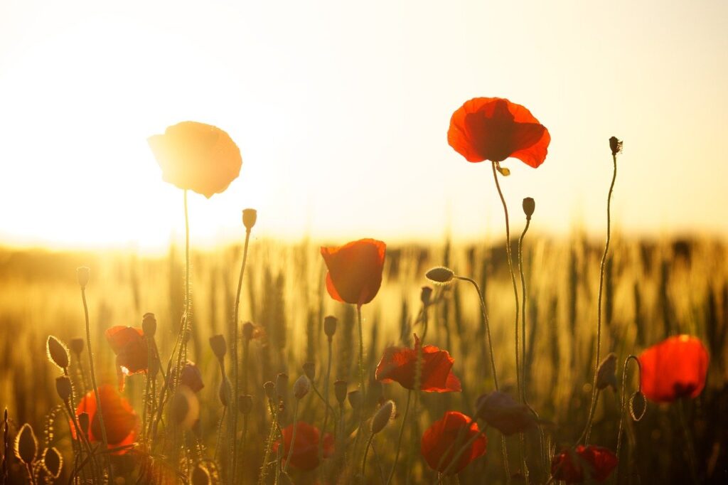 Remembrance Sunday